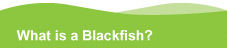 what is a blackfish